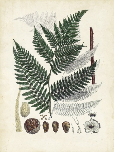 Collected Ferns IV
