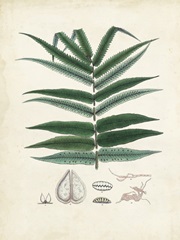 Collected Ferns IX