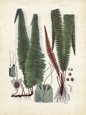 Collected Ferns V