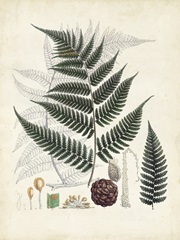 Collected Ferns VI