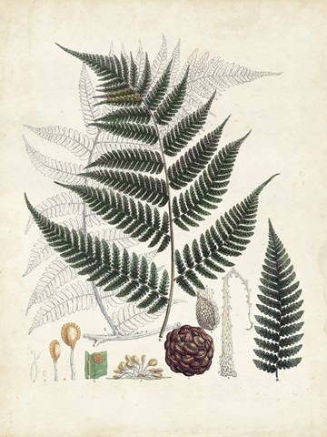 Collected Ferns VI