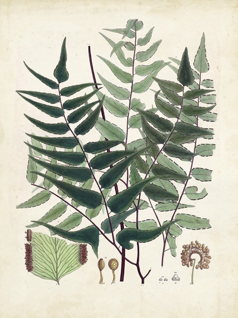 Collected Ferns VII