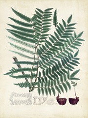 Collected Ferns VIII