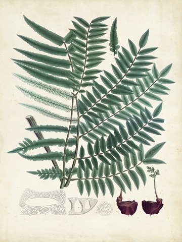 Collected Ferns VIII