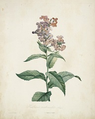 Traditional Botanical II