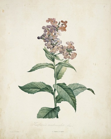 Traditional Botanical II