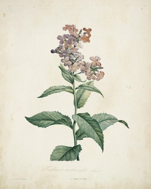 Traditional Botanical II