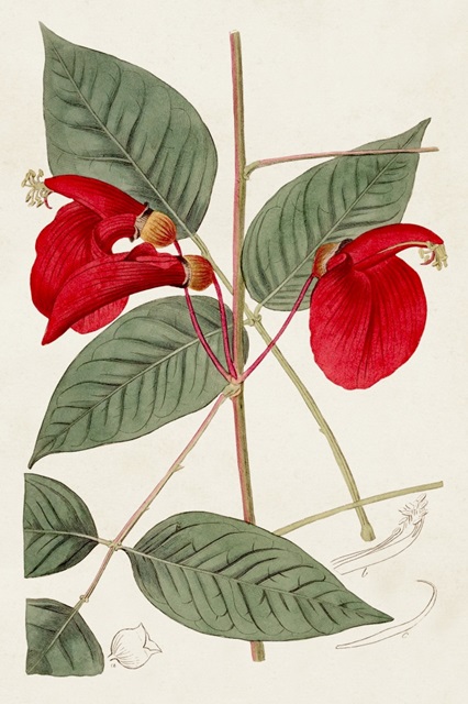 Flora of the Tropics II