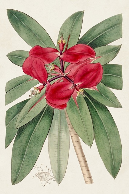 Flora of the Tropics III