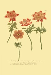 Anemone II