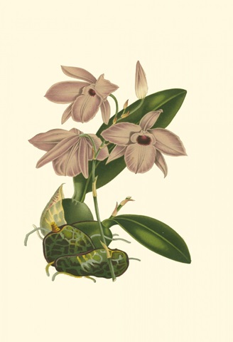 Blushing Orchids III