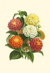 Bountiful Bouquet VI