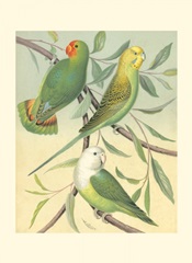 Cassell's Parakeets I