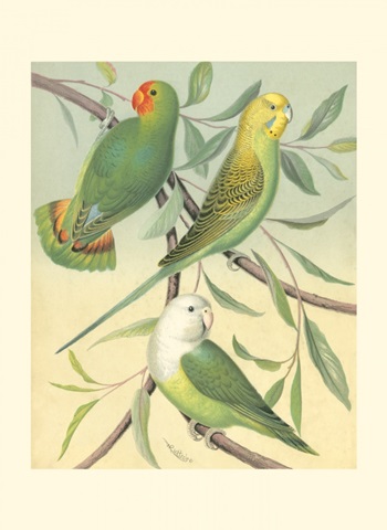 Cassell's Parakeets I