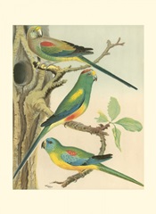 Cassell's Parakeets II