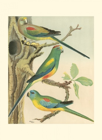 Cassell's Parakeets II