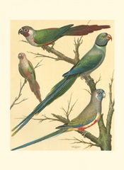 Cassell's Parakeets III