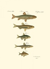 Fish Anthology I