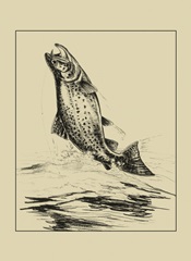 Fisherman's Delight IV