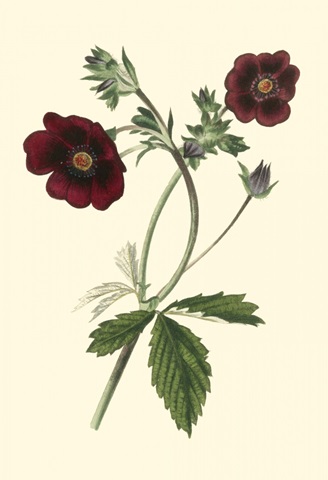 Florilea I