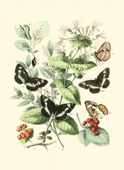 Garden Butterflies I