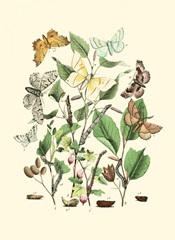 Garden Butterflies III