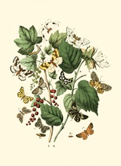 Garden Butterflies IV