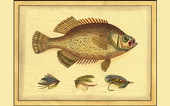 Printed Doug's Crappie