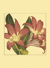 Printed Poetic Blossoms IV