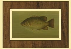 Rock Bass