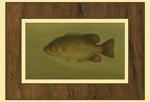 Rock Bass
