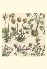 Small Delicate Garden I