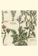 Small Delicate Garden II