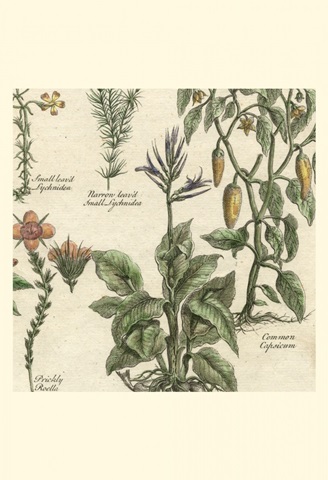 Small Delicate Garden II