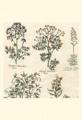 Small Delicate Garden III