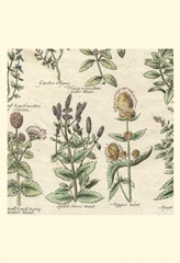 Small Delicate Garden IV