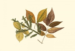 Small Elm, Spruce, Beech & Ash