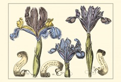 Small Iris in Bloom II