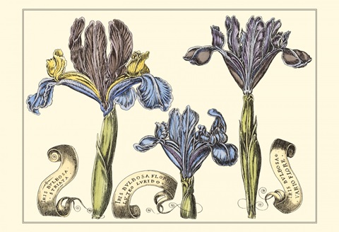 Small Iris in Bloom II