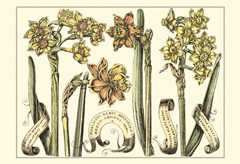 Small Narcissus in Bloom II