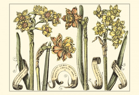 Small Narcissus in Bloom II