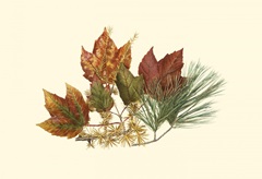 Small Red Maple, Tamarack & White Pine