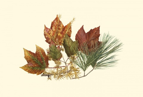 Small Red Maple, Tamarack & White Pine