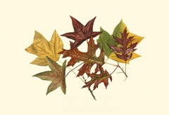 Small Tulip Tree, Sweet Gum & Scarlet Oak