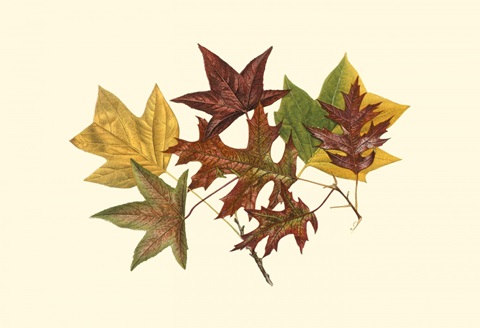 Small Tulip Tree, Sweet Gum & Scarlet Oak