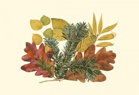 Small White Oak, Balsam Fir & Yellow Birch