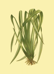 Terra Collection III