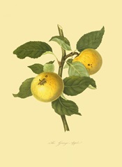 The Grange Apple
