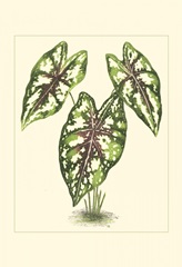 Tropical Variegation I