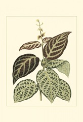 Tropical Variegation II